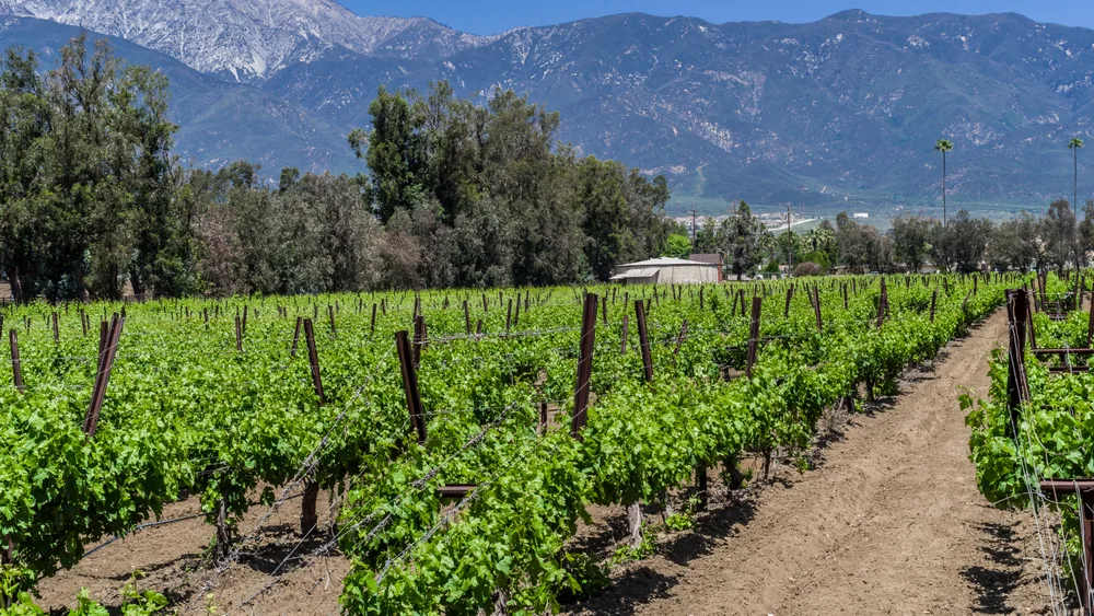 Vineyard in Rancho Cucamonga below the San Gabriel Mountains